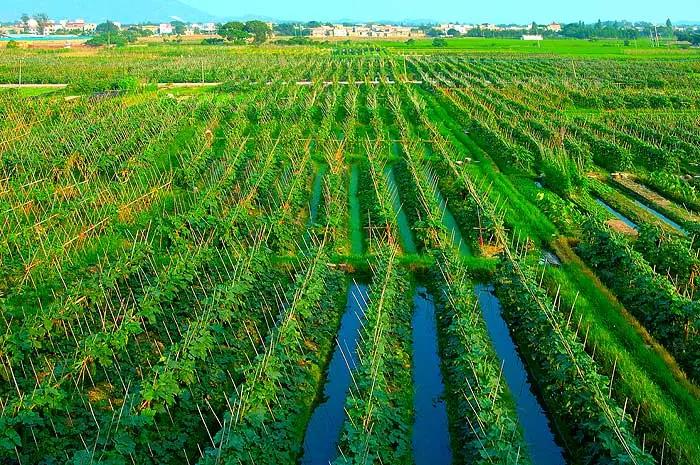 位于冲蒌镇的台山黑皮冬瓜种植基地（冲蒌镇人民政府供图）.jpg